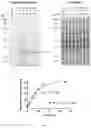 Fig. 18 - Reagents and methods for tetrazine synthesis