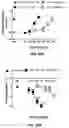Fig. 29 - METHODS AND COMPOSITIONS FOR SUBSTITUTED AXIALLY-CHIRAL CANNABINOL ANALOGS