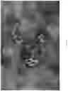 Fig. 08 - HCV protease inhibitors