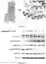 Fig. 07 - Itraconazole analogs and use thereof