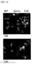 Fig. 11 - PYRROLO-PYRIDINE DERIVATIVE COMPOUND, METHOD FOR PREPARING SAME, AND PHARMACEUTICAL COMPOSITION CONTAINING SAME AS ACTIVE INGREDIENT FOR PREVENTION OR TREATMENT OF PROTEIN KINASE-RELATED DISEASES