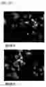 Fig. 12 - PYRROLO-PYRIDINE DERIVATIVE COMPOUND, METHOD FOR PREPARING SAME, AND PHARMACEUTICAL COMPOSITION CONTAINING SAME AS ACTIVE INGREDIENT FOR PREVENTION OR TREATMENT OF PROTEIN KINASE-RELATED DISEASES