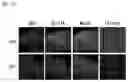 Fig. 20 - PYRROLO-PYRIDINE DERIVATIVE COMPOUND, METHOD FOR PREPARING SAME, AND PHARMACEUTICAL COMPOSITION CONTAINING SAME AS ACTIVE INGREDIENT FOR PREVENTION OR TREATMENT OF PROTEIN KINASE-RELATED DISEASES