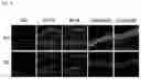 Fig. 22 - PYRROLO-PYRIDINE DERIVATIVE COMPOUND, METHOD FOR PREPARING SAME, AND PHARMACEUTICAL COMPOSITION CONTAINING SAME AS ACTIVE INGREDIENT FOR PREVENTION OR TREATMENT OF PROTEIN KINASE-RELATED DISEASES