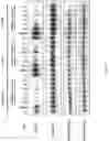 Fig. 02 - Inhibitors of EGFR and/or HER2 and methods of use