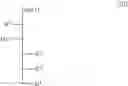 Fig. 24 - N-acetylated sialic acids and related sialosides