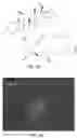 Fig. 10 - HETERODIMER COMPOSITIONS AND METHODS FOR THE TREATMENT OF OCULAR DISORDERS
