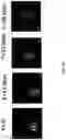 Fig. 24 - HETERODIMER COMPOSITIONS AND METHODS FOR THE TREATMENT OF OCULAR DISORDERS