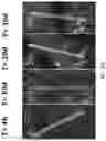 Fig. 26 - HETERODIMER COMPOSITIONS AND METHODS FOR THE TREATMENT OF OCULAR DISORDERS