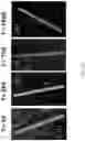 Fig. 31 - HETERODIMER COMPOSITIONS AND METHODS FOR THE TREATMENT OF OCULAR DISORDERS