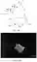Fig. 33 - HETERODIMER COMPOSITIONS AND METHODS FOR THE TREATMENT OF OCULAR DISORDERS
