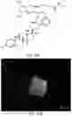 Fig. 38 - HETERODIMER COMPOSITIONS AND METHODS FOR THE TREATMENT OF OCULAR DISORDERS