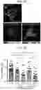 Fig. 04 - Neuroprotective peptides and methods of their use