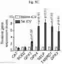 Fig. 23 - Methods of treatment comprising Selenoprotein P fragment-containing compounds
