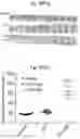 Fig. 29 - Methods of treatment comprising Selenoprotein P fragment-containing compounds