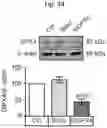 Fig. 67 - Methods of treatment comprising Selenoprotein P fragment-containing compounds