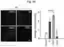 Fig. 82 - Methods of treatment comprising Selenoprotein P fragment-containing compounds