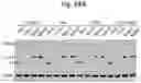 Fig. 88 - Methods of treatment comprising Selenoprotein P fragment-containing compounds