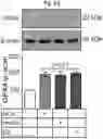 Fig. 98 - Methods of treatment comprising Selenoprotein P fragment-containing compounds