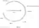 Fig. 05 - COMPLEXES OF CYTOMEGALOVIRUS PROTEINS