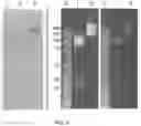 Fig. 07 - COMPLEXES OF CYTOMEGALOVIRUS PROTEINS