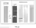 Fig. 09 - COMPLEXES OF CYTOMEGALOVIRUS PROTEINS