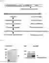 Fig. 05 - PREPARATION AND USE OF GINSENTIDES AND GINSENTIDE-LIKE PEPTIDES