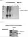 Fig. 06 - PREPARATION AND USE OF GINSENTIDES AND GINSENTIDE-LIKE PEPTIDES