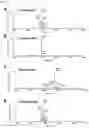 Fig. 16 - PREPARATION AND USE OF GINSENTIDES AND GINSENTIDE-LIKE PEPTIDES