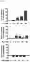 Fig. 23 - PREPARATION AND USE OF GINSENTIDES AND GINSENTIDE-LIKE PEPTIDES