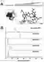 Fig. 27 - PREPARATION AND USE OF GINSENTIDES AND GINSENTIDE-LIKE PEPTIDES