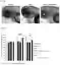 Fig. 28 - PREPARATION AND USE OF GINSENTIDES AND GINSENTIDE-LIKE PEPTIDES