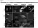 Fig. 36 - PREPARATION AND USE OF GINSENTIDES AND GINSENTIDE-LIKE PEPTIDES