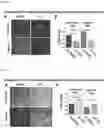 Fig. 37 - PREPARATION AND USE OF GINSENTIDES AND GINSENTIDE-LIKE PEPTIDES