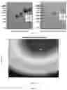 Fig. 02 - MODIFIED RECOMBINANT HUMAN NERVE GROWTH FACTOR AND METHOD FOR PREPARING THE SAME