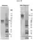 Fig. 24 - MULTIMERIZATION OF IL-15/IL-15R-ALPHA-FC COMPLEXES TO ENHANCE IMMUNOTHERAPY