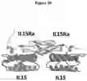 Fig. 49 - MULTIMERIZATION OF IL-15/IL-15R-ALPHA-FC COMPLEXES TO ENHANCE IMMUNOTHERAPY