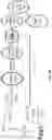 Fig. 13 - Compositions and methods for T-cell receptor gene assembly