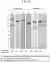 Fig. 28 - T-CELL MODULATORY ANTIGEN-PRESENTING POLYPEPTIDES AND METHODS OF USE THEREOF