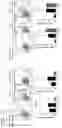 Fig. 75 - T-CELL MODULATORY ANTIGEN-PRESENTING POLYPEPTIDES AND METHODS OF USE THEREOF