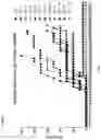 Fig. 09 - CD154 PEPTIDES AND METHODS OF INHIBITING CD40 INTERACTIONS WITH CD154