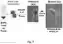 Fig. 06 - USE OF MODIFIED HIV-1 FOR GENERATING FULLY HUMAN ANTIBODIES
