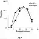 Fig. 07 - USE OF MODIFIED HIV-1 FOR GENERATING FULLY HUMAN ANTIBODIES