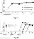 Fig. 10 - USE OF MODIFIED HIV-1 FOR GENERATING FULLY HUMAN ANTIBODIES