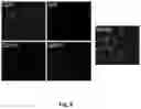 Fig. 11 - USE OF MODIFIED HIV-1 FOR GENERATING FULLY HUMAN ANTIBODIES
