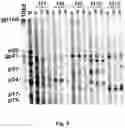 Fig. 12 - USE OF MODIFIED HIV-1 FOR GENERATING FULLY HUMAN ANTIBODIES