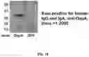 Fig. 21 - USE OF MODIFIED HIV-1 FOR GENERATING FULLY HUMAN ANTIBODIES