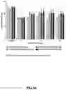 Fig. 17 - ANTI-NGF ANTIBODIES AND METHODS OF USE THEREOF