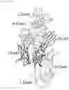 Fig. 44 - Anti-CD147 antibody