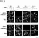 Fig. 02 - Antitumor Agent